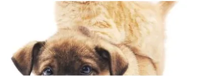 Business 2 image SASKATOON PET PHOTOS Photographers & Photo Studios in Saskatoon SK