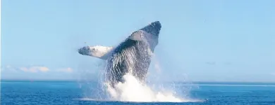 Business 3 image SEAKING ADVENTURES Travel Agents in Victoria BC