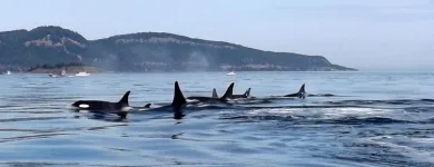 Business 4 image SEAKING ADVENTURES Travel Agents in Victoria BC