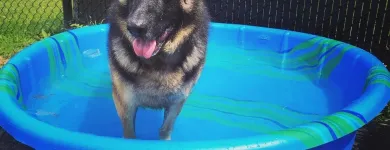 Business 29 image SPA HÔTEL LE CANIN Pet Sitters in Sherbrooke QC