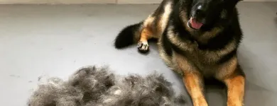 Business 32 image SPA HÔTEL LE CANIN Pet Sitters in Sherbrooke QC