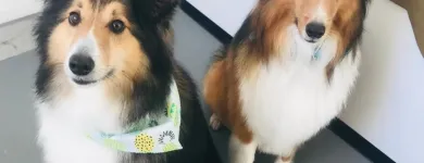 Business 35 image SPA HÔTEL LE CANIN Pet Sitters in Sherbrooke QC