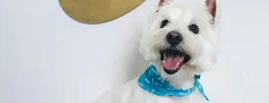 Business 39 image SPA HÔTEL LE CANIN Pet Sitters in Sherbrooke QC