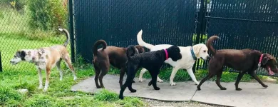 Business 40 image SPA HÔTEL LE CANIN Pet Sitters in Sherbrooke QC