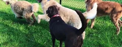 Business 6 image SPA HÔTEL LE CANIN Pet Sitters in Sherbrooke QC