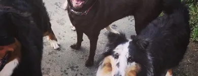 Business 7 image SPA HÔTEL LE CANIN Pet Sitters in Sherbrooke QC