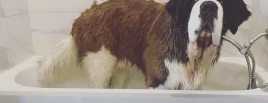 Business 8 image SPA HÔTEL LE CANIN Pet Sitters in Sherbrooke QC