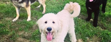 Business 9 image SPA HÔTEL LE CANIN Pet Sitters in Sherbrooke QC