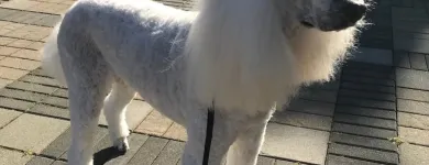 Business 7 image STICKS & BONES DOG GROOMING Pet Grooming Services in Victoria BC