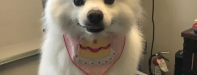 Business 9 image STICKS & BONES DOG GROOMING Pet Grooming Services in Victoria BC