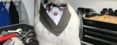 Business 10 image STICKS & BONES DOG GROOMING Pet Grooming Services in Victoria BC