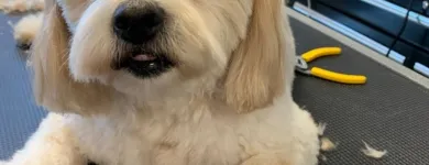 Business 11 image STICKS & BONES DOG GROOMING Pet Grooming Services in Victoria BC