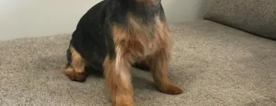 Business 12 image STICKS & BONES DOG GROOMING Pet Grooming Services in Victoria BC