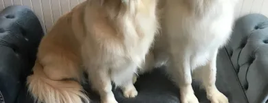 Business 13 image STICKS & BONES DOG GROOMING Pet Grooming Services in Victoria BC