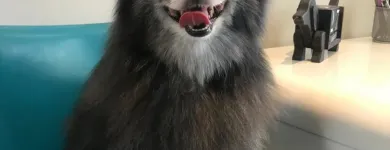 Business 14 image STICKS & BONES DOG GROOMING Pet Grooming Services in Victoria BC