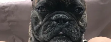 Business 15 image STICKS & BONES DOG GROOMING Pet Grooming Services in Victoria BC