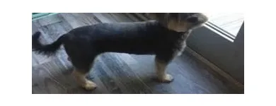 Business 16 image STICKS & BONES DOG GROOMING Pet Grooming Services in Victoria BC