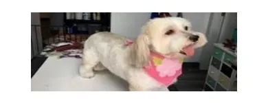 Business 17 image STICKS & BONES DOG GROOMING Pet Grooming Services in Victoria BC