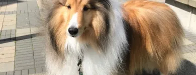 Business 2 image STICKS & BONES DOG GROOMING Pet Grooming Services in Victoria BC