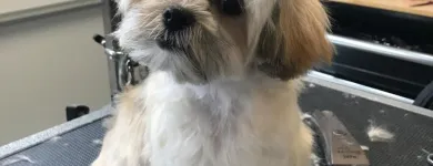 Business 18 image STICKS & BONES DOG GROOMING Pet Grooming Services in Victoria BC