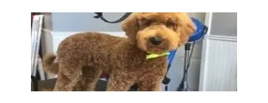 Business 19 image STICKS & BONES DOG GROOMING Pet Grooming Services in Victoria BC