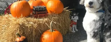 Business 20 image STICKS & BONES DOG GROOMING Pet Grooming Services in Victoria BC