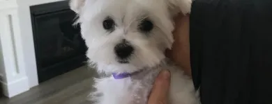 Business 3 image STICKS & BONES DOG GROOMING Pet Grooming Services in Victoria BC