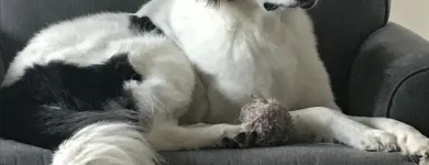 Business 21 image STICKS & BONES DOG GROOMING Pet Grooming Services in Victoria BC