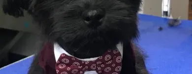 Business 22 image STICKS & BONES DOG GROOMING Pet Grooming Services in Victoria BC