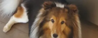 Business 23 image STICKS & BONES DOG GROOMING Pet Grooming Services in Victoria BC