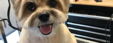 Business 24 image STICKS & BONES DOG GROOMING Pet Grooming Services in Victoria BC