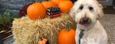 Business 25 image STICKS & BONES DOG GROOMING Pet Grooming Services in Victoria BC