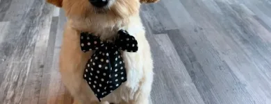 Business 26 image STICKS & BONES DOG GROOMING Pet Grooming Services in Victoria BC