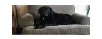 Business 4 image STICKS & BONES DOG GROOMING Pet Grooming Services in Victoria BC