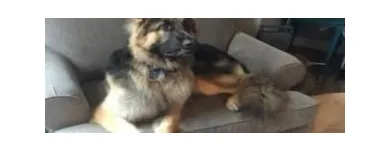 Business 5 image STICKS & BONES DOG GROOMING Pet Grooming Services in Victoria BC