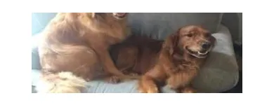 Business 6 image STICKS & BONES DOG GROOMING Pet Grooming Services in Victoria BC