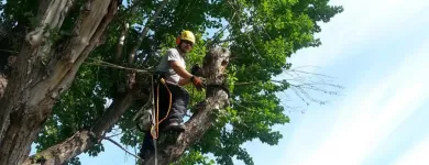 Entreprises 2 image STUMP BUSTERS Tree Work & Forestry Services dans Winnipeg MB