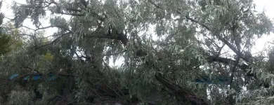 Entreprises 6 image STUMP BUSTERS Tree Work & Forestry Services dans Winnipeg MB