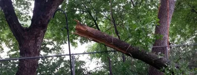 Entreprises 1 image STUMP BUSTERS Tree Work & Forestry Services dans Winnipeg MB