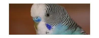 Business 4 image THE LINK ROADS ANIMAL & BIRD CLINIC Veterinarians in North York ON