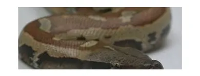 Business 5 image THE LINK ROADS ANIMAL & BIRD CLINIC Veterinarians in North York ON