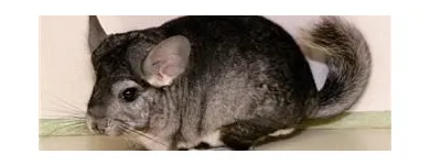 Business 1 image THE LINK ROADS ANIMAL & BIRD CLINIC Veterinarians in North York ON