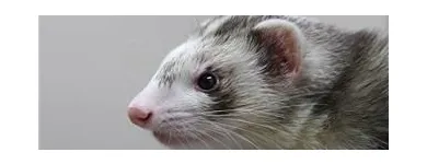 Business 2 image THE LINK ROADS ANIMAL & BIRD CLINIC Veterinarians in North York ON