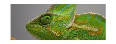 Business 6 image THE LINK ROADS ANIMAL & BIRD CLINIC Veterinarians in North York ON