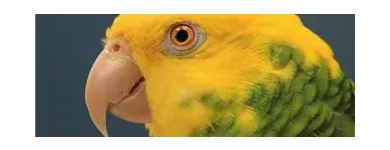 Business 7 image THE LINK ROADS ANIMAL & BIRD CLINIC Veterinarians in North York ON