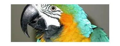 Business 8 image THE LINK ROADS ANIMAL & BIRD CLINIC Veterinarians in North York ON