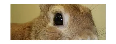 Business 9 image THE LINK ROADS ANIMAL & BIRD CLINIC Veterinarians in North York ON