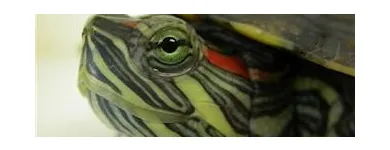 Business 10 image THE LINK ROADS ANIMAL & BIRD CLINIC Veterinarians in North York ON