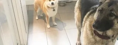 Business 14 image TIDY TAILS DOG GROOMING Pet Grooming Services in Victoria BC