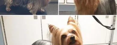 Business 15 image TIDY TAILS DOG GROOMING Pet Grooming Services in Victoria BC